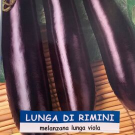 MELANZANA violetta lunga di Rimini