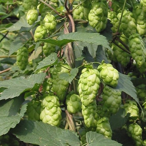 50 semi-la pianta della Birra Birra! Pianta luppolo HUMULUS LUPULUS 