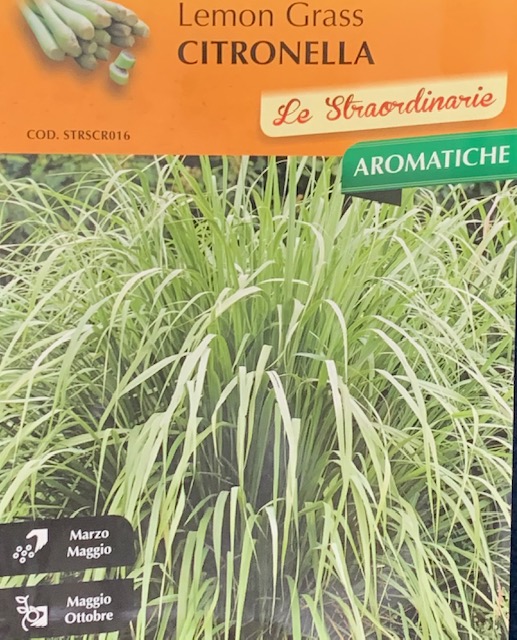 CITRONELLA - Lemon grass - pianta perenne