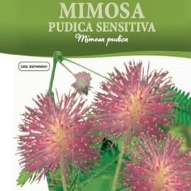 mimosa pudica sensitiva sementi