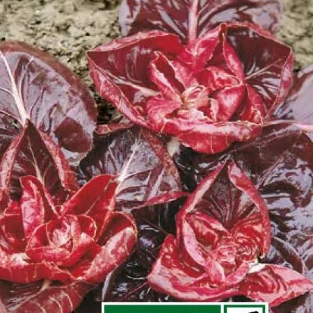 Cicoria Rossa di Verona precoce produce una rosetta di colore rosso intenso, tenera e di sapore dolciastro. Costa bianca. Molto apprezzata per la sua rusticità